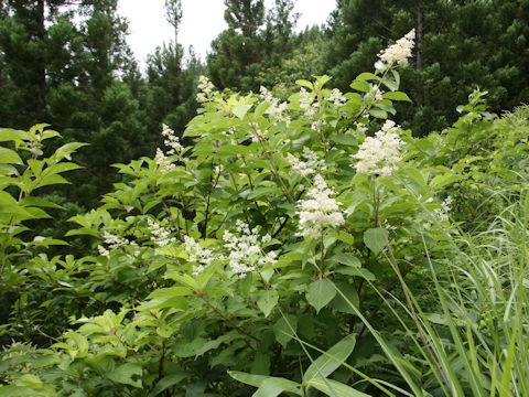 Hydrangea paniculata