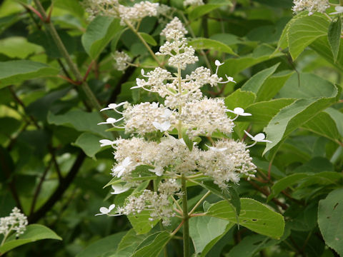 Hydrangea paniculata