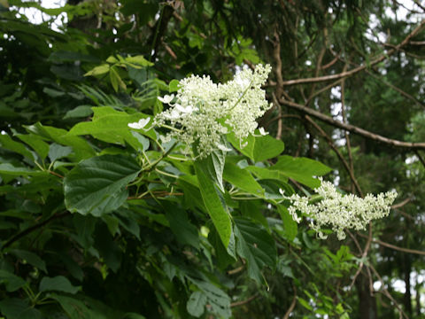 Hydrangea paniculata