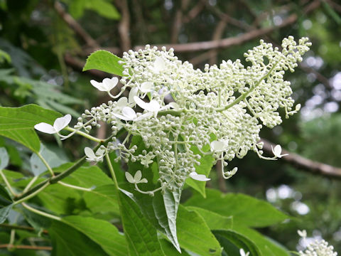 Hydrangea paniculata