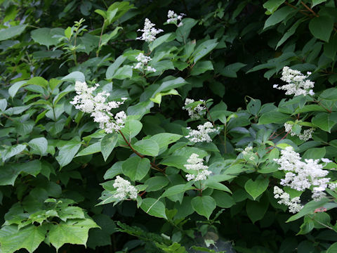 Hydrangea paniculata