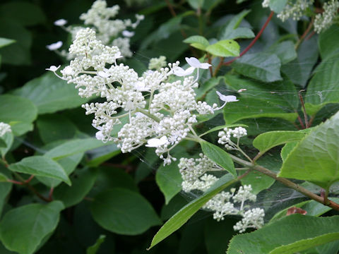 Hydrangea paniculata