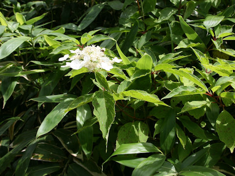 Hydrangea paniculata