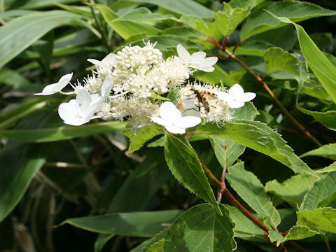 Hydrangea paniculata