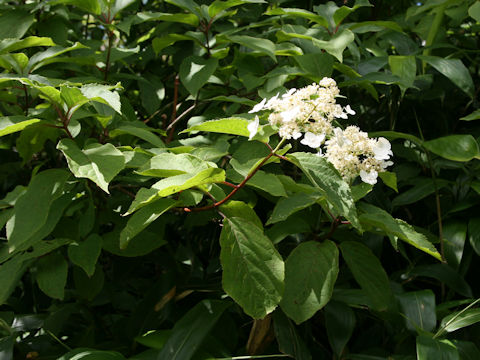 Hydrangea paniculata