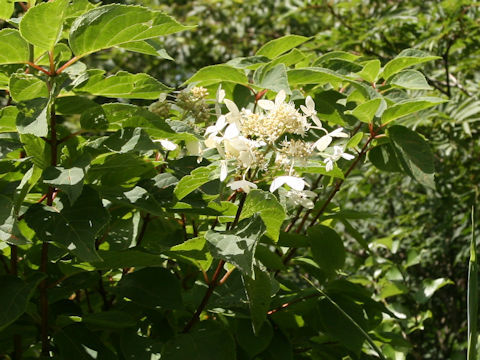 Hydrangea paniculata