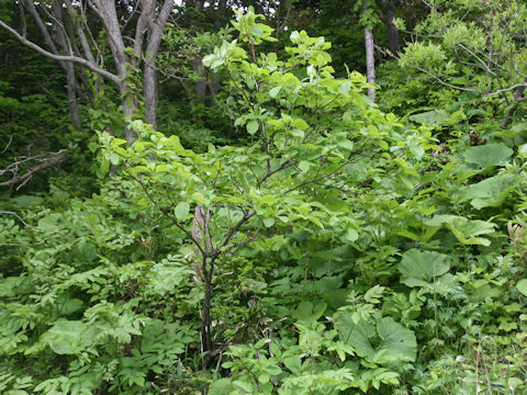 Hydrangea paniculata