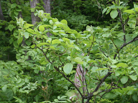 Hydrangea paniculata