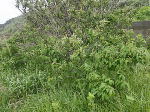 Hydrangea paniculata