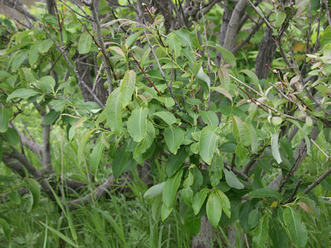 Hydrangea paniculata