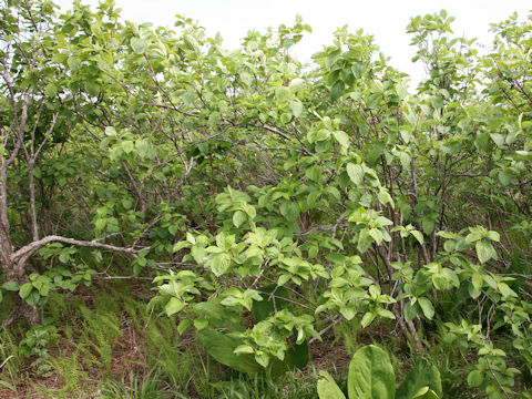 Hydrangea paniculata
