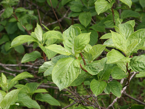 Hydrangea paniculata