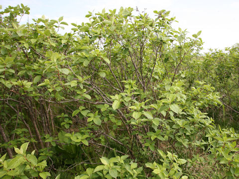 Hydrangea paniculata