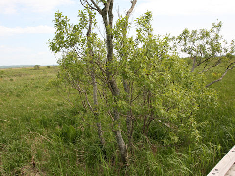 Hydrangea paniculata