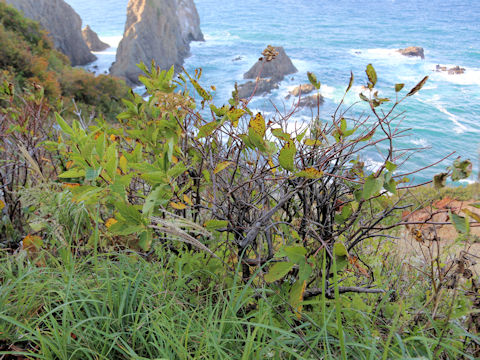 Hydrangea paniculata
