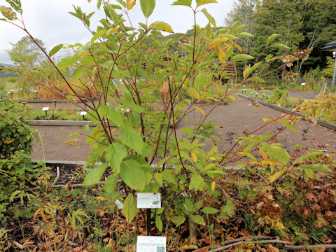 Hydrangea paniculata
