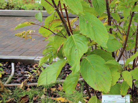 Hydrangea paniculata