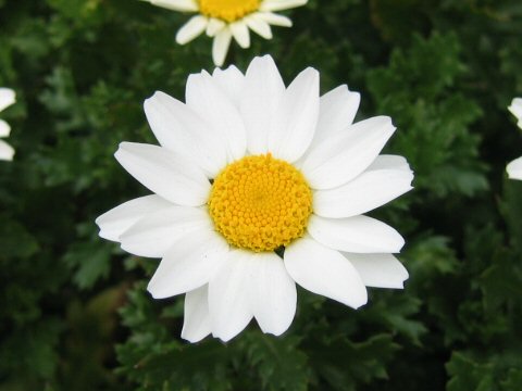 Chrysanthemum paludosum cv.