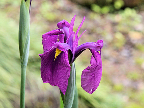 Iris ensata var. spontanea
