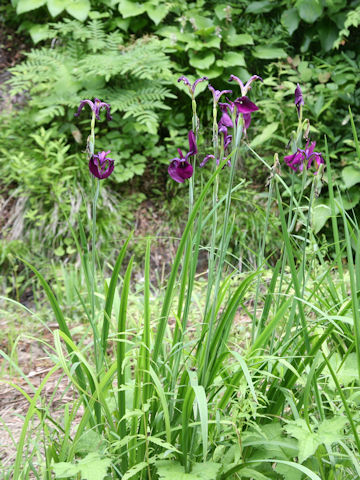 Iris ensata var. spontanea