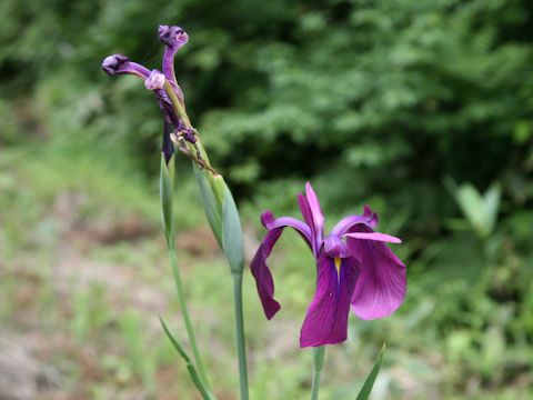 Iris ensata var. spontanea