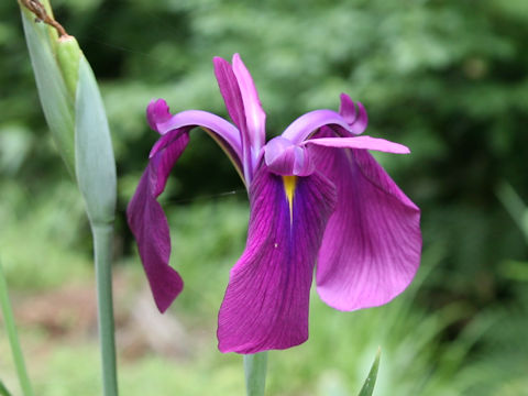 Iris ensata var. spontanea