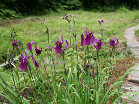 Iris ensata var. spontanea