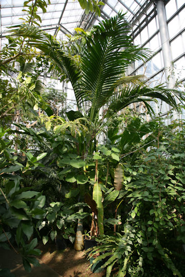 Clinostigma savoryanum