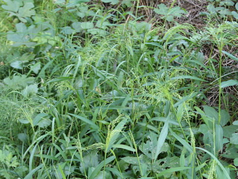 Panicum bisulcatum