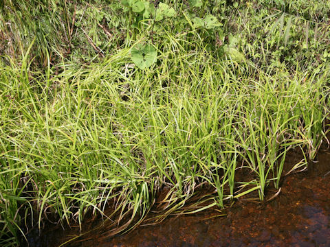 Moliniopsis japonica