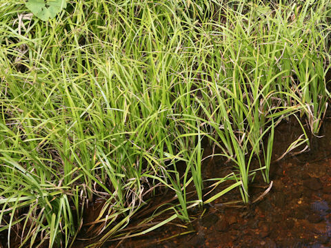 Moliniopsis japonica