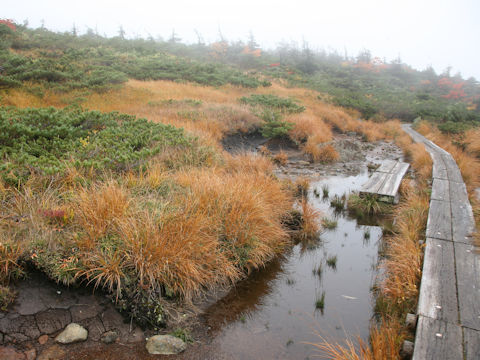 Moliniopsis japonica