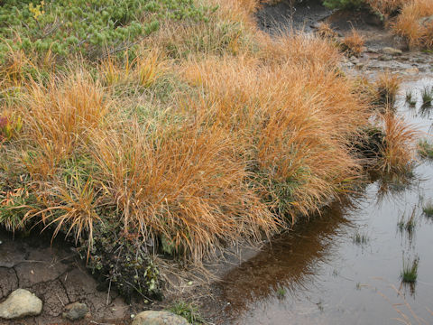Moliniopsis japonica