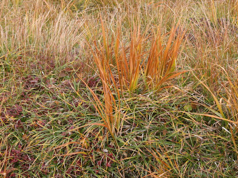 Moliniopsis japonica