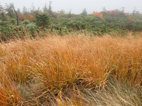 Moliniopsis japonica