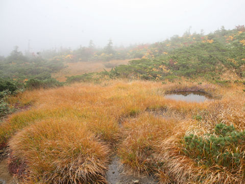 Moliniopsis japonica