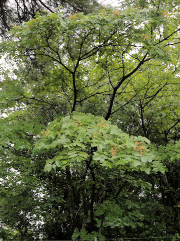 Rhus javanica