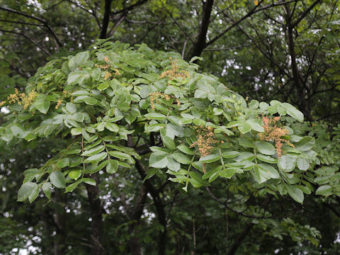 Rhus javanica