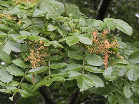 Rhus javanica
