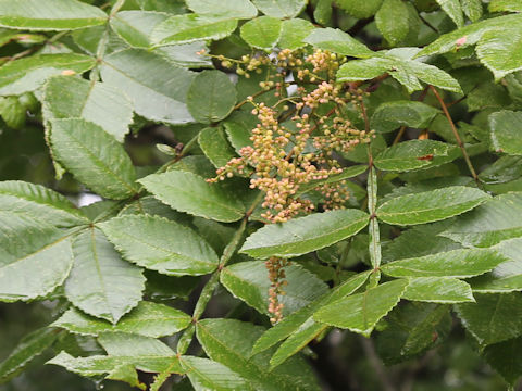 Rhus javanica
