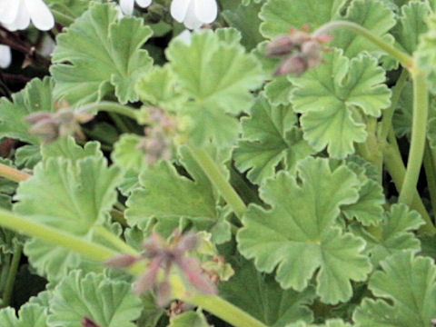 Pelargonium x fragrans