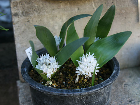 Lachenalia ensifolia