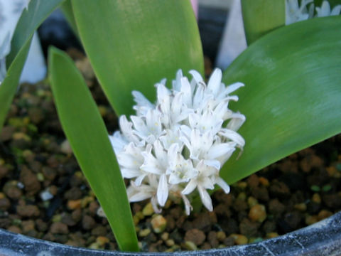 Lachenalia ensifolia