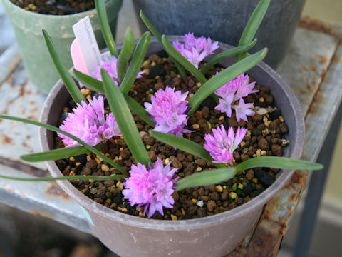 Lachenalia ensifolia