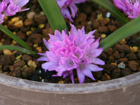 Lachenalia ensifolia