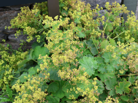 Alchemilla vulgaris