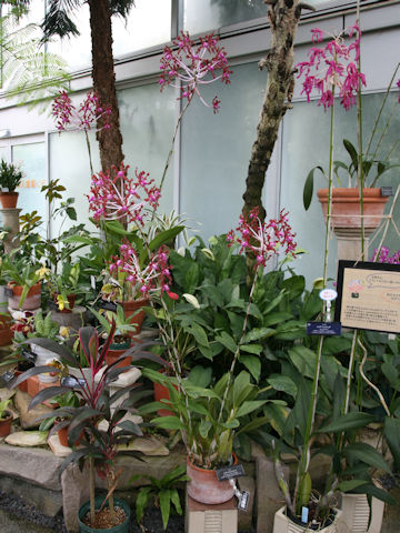 Laelia undulata