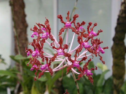 Laelia undulata