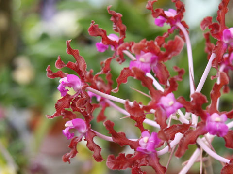 Laelia undulata