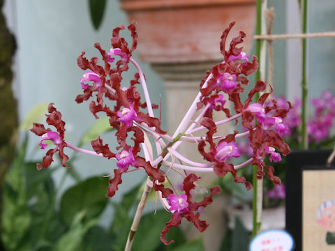Laelia undulata